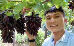 Ninh Thuận: Nông dân 9X thu trăm triệu/tháng nhờ giống nho đen không hạt, vị ngon ngọt khó cưỡng