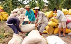 Hoạt động giao dịch trầm lắng, giá gạo xuất khẩu chưa thể bứt phá