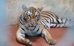 Hình ảnh bất ngờ về 8 cá thể hổ sau 3 tháng đưa về Vườn thú Hà Nội chăm sóc, nuôi dưỡng