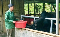 Tìm mua trâu, bò gầy còm nuôi thành béo tốt, một nông dân Sơn La thu bộn tiền