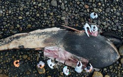 Chấn động xác chết khổng lồ của cá voi xanh ở Patagonia