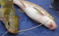 Việt Nam sở hữu loài cá vô cùng đắt tiền chỉ có ở 2 quốc gia 