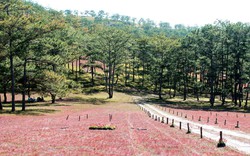 Lâm Đồng: Khởi động mùa hội cỏ hồng đẹp như tranh thủy mặc ở Lang Biang