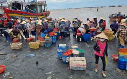 Cận cảnh tấp nập thu mua cá, tôm khi thuyền đánh cá cập bến biển Hậu Lộc của Thanh Hóa