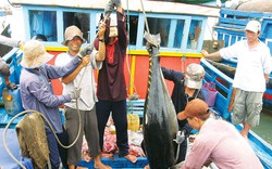 Đồng đô la tăng giá mạnh, xuất khẩu cá ngừ của Việt Nam có thể đạt 1,1 tỷ USD trong năm 2022