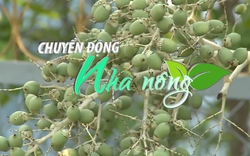 Chuyển động Nhà nông 18/7: Cảnh báo tình trạng đổ xô mở rộng diện tích trồng cau tại Bến Tre