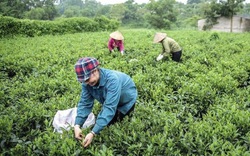 Cho cây chè "ăn" phân bón mới, nhiều búp non mơn mởn, nhà nông Đồng Hỷ bội thu