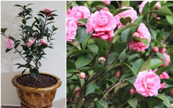 Điểm mấu chốt khi chăm sóc cây cảnh hoa trà tại nhà, thực hiện đúng cây cảnh nở hoa rực rỡ