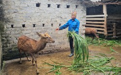 Nhiều hộ nông dân ở huyện Nho Quan của tỉnh Ninh Bình có thu nhập trên 500 triệu đồng/năm