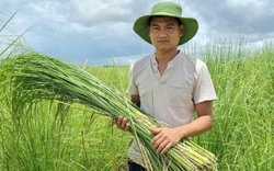Lạ đời, nông dân 9X Ninh Bình trồng cỏ tốt như cây lau thu nhập hàng chục triệu/tháng