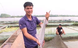 Nuôi thành công cá tầm-dòng cá nước lạnh trên sông Đuống ở Bắc Ninh