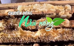Chuyển động Nhà nông 19/7: Xuất khẩu mật ong của Việt Nam vào Mỹ được nối lại sau 3 tháng tạm ngưng