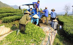 Nông dân Tân Uyên: Ứng dụng khoa học kỹ thuật vào sản xuất