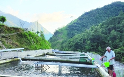 Nuôi cá hồi trên vùng mây bay, ông tỷ phú nông dân Lào Cai đưa loài cá đặc sản "lên ngôi"