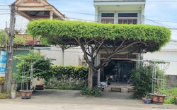 Cận cảnh cây sanh hình dáng giống cái ô có “1-0-2” ở Ninh Bình