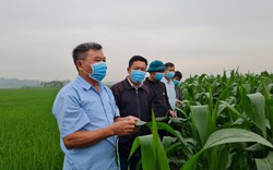 Ông nông dân Vĩnh Phúc vượt "bão giá" thức ăn chăn nuôi nhờ trồng ngô ứng dụng công nghệ sinh học