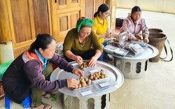 6 tháng đầu năm, Hội Nông dân tỉnh Nghệ An tổ chức nhiều hoạt động sôi nổi, hiệu quả