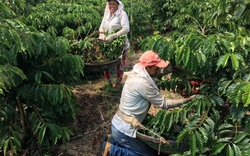 Nhu cầu cà phê hòa tan bùng nổ, Brazil hưởng lợi nhờ tăng sản lượng robusta
