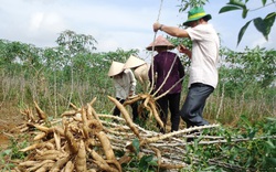Trung Quốc đẩy mạnh mua sắn của Việt Nam làm thức ăn chăn nuôi