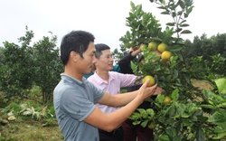 Chặng đường 20 năm giúp dân giảm nghèo tại huyện Hương Sơn của Ngân hàng Chính sách xã hội