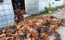 Hải Dương: Trại gà bị sét đánh, gần 6.000 con gà chết ngạt