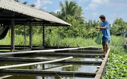 Lão nông 30 năm nuôi cá 7 màu gây dựng gia nghiệp
