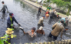 Nuôi ba ba kín ao, người xuống bắt bán như trẩy hội, thương lái đổ về mua, một nông dân Hậu Giang lãi nửa tỷ