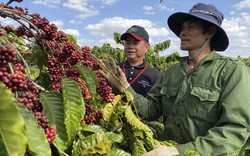 Các nhà rang xay EU mua cà phê Việt Nam về chế biến rồi bán sang Anh dưới nhãn mác của họ