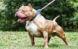 Vụ chó Pitbull cắn chết cháu bé 8 tuổi ở Bình Phước, chủ chó sẽ bị xử lý như thế nào?