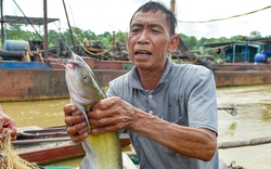 Cá lăng đặc sản trên sông Mã giá 200.000-300.000 đồng/kg vẫn đắt hàng