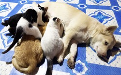 Chuyện chưa từng có ở Cà Mau: Chó làm mẹ bất đắc dĩ của đàn mèo cưng chung nhà
