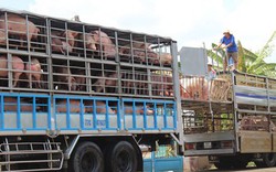 Nóng: Bộ NNPTNT yêu cầu tăng cường chỉ đạo ngăn chặn, xử lý các trường hợp vận chuyển lợn qua biên giới