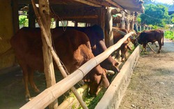 Sơn La: Chăn nuôi trâu, bò giải pháp thoát nghèo cho người nghèo