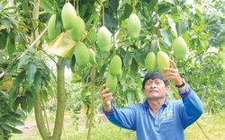 Hội Nông dân An Giang đưa 137 sản phẩm nông sản lên sàn thương mại điện tử