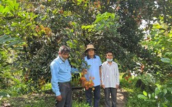 Dùng kỹ thuật "trẻ hóa" cây chôm chôm, vườn của ông nông dân ở Hậu Giang trái chín đỏ cành