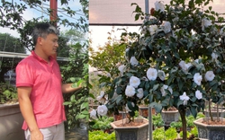 Một nông dân ở Văn Giang sở hữu vườn toàn cây cảnh hoa trà cổ, độc, lạ, quái trị giá hàng chục tỷ đồng