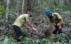 "Báu vật thiên nhiên" ở huyện Mường Nhé của Điện Biên trải dài qua địa bàn 5 xã