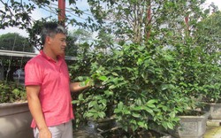 Một nông dân ở Văn Giang sở hữu vườn cây cảnh hoa trà cổ, độc, lạ, trị giá hàng chục tỷ đồng