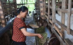 Quỹ Hỗ trợ nông dân rót vốn giúp nông dân huyện Xuyên Mộc hồi sinh vườn tiêu, phát triển đàn dê