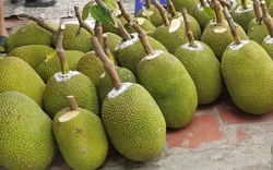 Giá mít Thái hôm nay 28/7: Mít tăng giá liên tục, thương lái nói "vô vườn cứ có trái cắt là êm"