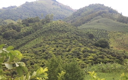 Yên Châu: Phủ xanh diện tích cây ăn quả trên đất dốc