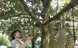 Đắk Lắk: Vào mùa sầu riêng trái lủng lẳng trên đầu, nhà nông phấn khởi vì trúng giá, thu tiền tỷ