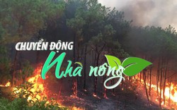 Chuyển động Nhà nông 28/7: Cảnh báo cháy rừng đến cấp cực kỳ nguy hiểm tại Nghệ An