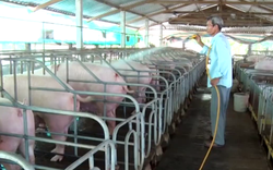 "Đột nhập" trang trại chăn nuôi "như sở thú", bất ngờ thu tiền tỷ của một nông dân Tiền Giang