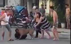 Video: Chó Pitbull gây náo loạn đường phố Đà Nẵng khiến người dân chết khiếp