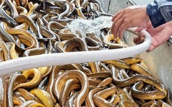 Vì sao nông dân Hậu Giang đang quan tâm nuôi lươn sạch xuất khẩu?