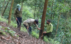 Làm gì để trồng rừng gỗ lớn tương xứng với tiềm năng, thế mạnh tại Phú Thọ?