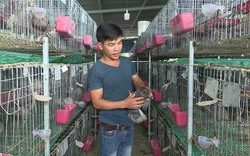 Nông dân 8X Phú Yên có của ăn của để nhờ nuôi chim bồ câu Pháp đẻ sòn sòn