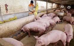 Giá lợn hơi sẽ còn giảm đến đâu?