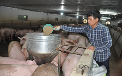 Giá lợn hơi miền Bắc hôm nay: Giảm còn 65.000 đồng/kg, người chăn nuôi buồn nẫu ruột vì mất lãi